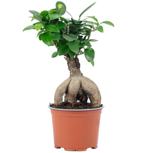 Chinesische Feige - pflegeleichte Zimmerpflanze, Ficus Ginseng - Höhe ca. 25 cm, Topf-Ø 12 cm von Flowerbox