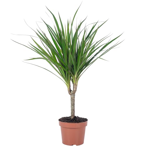 Drachenbaum - pflegeleichte Zimmerpflanze, Dracaena Marginata - Höhe ca. 35 cm, Topf-Ø 12 cm von Flowerbox