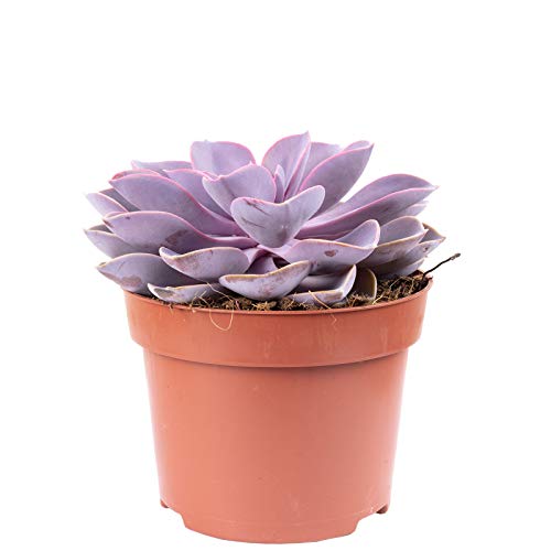 Echeverie - echte Zimmerpflanze, Echeveria purple pearl - Höhe ca. 20 cm, Topf-Ø 12 cm von Flowerbox