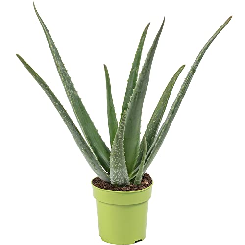 Echte Aloe - pflegeleichte Zimmerpflanze, Aloe vera - Höhe ca. 40 cm, Topf-Ø 12 cm von Flowerbox