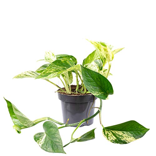 Efeutute - pflegeleichte Zimmerpflanze, Epipremnum aureum - Höhe ca. 15 cm, Topf-Ø 12 cm von Flowerbox