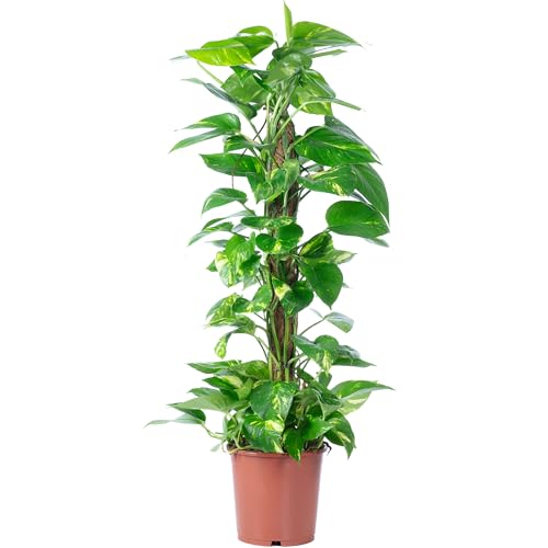 Efeutute am Moosstab - pflegeleichte Zimmerpflanze, Epipremnum aureum - Höhe ca. 80 cm, Topf-Ø 19 cm von Flowerbox