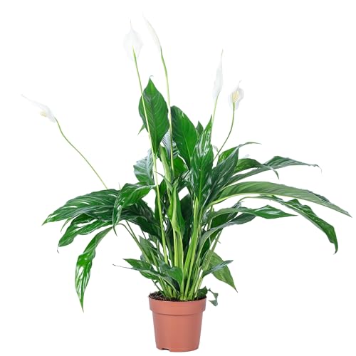 Einblatt 3-5 Blüten/Knospen - pflegeleichte Zimmerpflanze, Spathiphyllum - Höhe ca. 50 cm, Topf-Ø 13 cm von Flowerbox