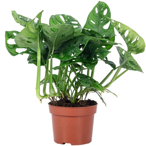 Fensterblatt - pflegeleichte Zimmerpflanze, Monstera 'Monkey' - Höhe ca. 25 cm,Topf-Ø 12 cm von Flowerbox