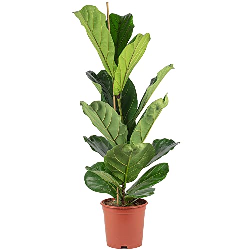 Geigenfeige - pflegeleichte Zimmerpflanze, Ficus Lyrata - Höhe ca. 100 cm, Topf-Ø 21 cm von Flowerbox