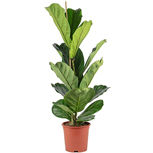 Geigenfeige - pflegeleichte Zimmerpflanze, Ficus Lyrata - Höhe ca. 100 cm, Topf-Ø 21 cm Geigenfeige - pflegeleichte Zimmerpflanze, Ficus Lyrata - Höhe ca. 100 cm, Topf-Ø 21 cm von Flowerbox