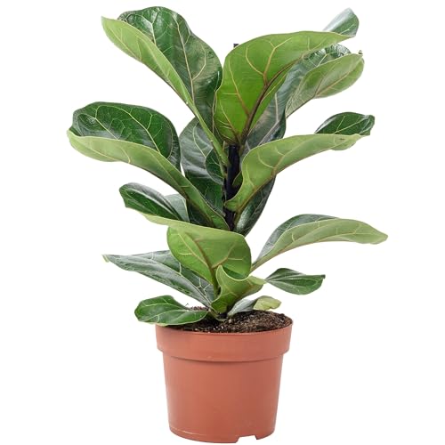 Geigenfeige - pflegeleichte Zimmerpflanze, Ficus Lyrata Bambino - Höhe ca. 35 cm, Topf-Ø 12 cm von Flowerbox