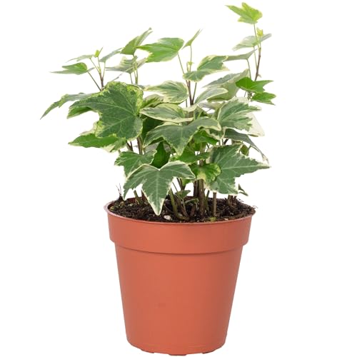 Gemeiner Efeu bunt - pflegeleichte Zimmerpflanze, Hedera helix - Höhe ca. 15 cm, Topf-Ø 9 cm von Flowerbox