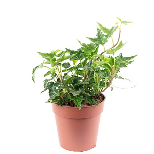 Gemeiner Efeu grün - pflegeleichte Zimmerpflanze, Hedera helix - Höhe ca. 15 cm, Topf-Ø 9 cm von Flowerbox