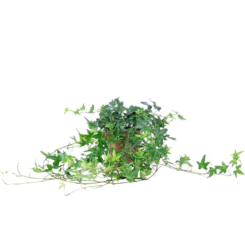 Gemeiner Efeu grün - pflegeleichte Zimmerpflanze, Hedera helix - Höhe ca. 20 cm, Topf-Ø 13 cm von Flowerbox