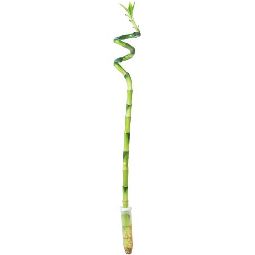 Glücksbambus 'Lucky Bamboo' Stengel spiralförmig, im Röhrchen - pflegeleichte Zimmerpflanze, Dracaena Sanderiana - Höhe ca. 50 cm, Topf-Ø 5 cm von Flowerbox