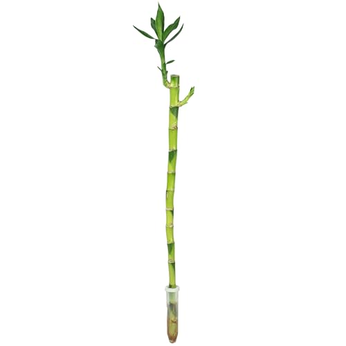 Glücksbambus 'Lucky Bamboo' gerader Stengel, im Röhrchen - pflegeleichte Zimmerpflanze, Dracaena Sanderiana - Höhe ca. 50 cm, Topf-Ø 5 cm von Flowerbox