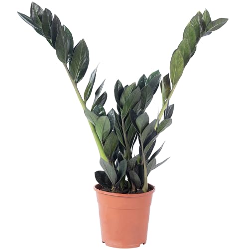 Glücksfeder 'Raven' 4+ - pflegeleichte Zimmerpflanze, schwarze Zamioculcas zamiifolia - Höhe ca. 35 cm, Topf-Ø 14 cm von Flowerbox