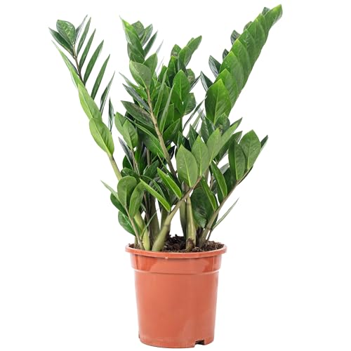 Glücksfeder - pflegeleichte Zimmerpflanze, Zamioculcas zamiifolia 3+ - Höhe ca. 55 cm, Topf-Ø 17 cm von Flowerbox
