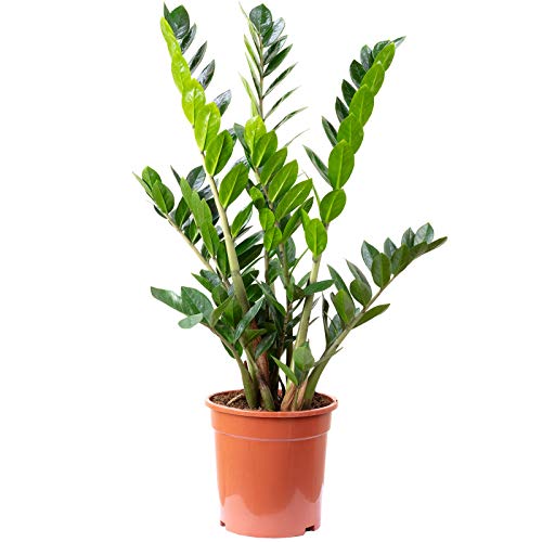 Glücksfeder - pflegeleichte Zimmerpflanze, Zamioculcas zamiifolia 9+ - Höhe 90 cm, Topf-Ø 21 cm von Flowerbox