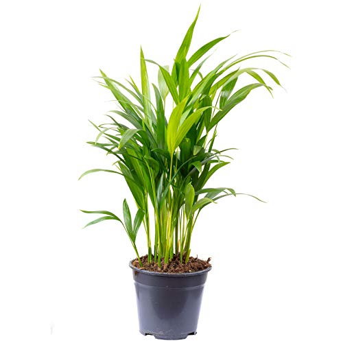 Goldfruchtpalme - pflegeleichte Zimmerpflanze, Areca Dypsis Lutescens - Höhe ca. 55 cm, Topf-Ø 14 cm von Flowerbox