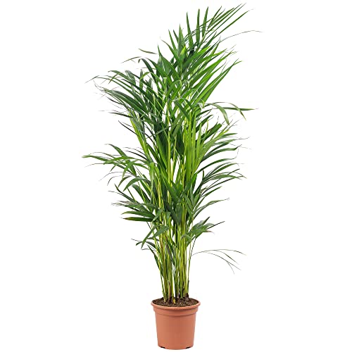 Goldfruchtpalme - pflegeleichte Zimmerpflanze, Areca Dypsis Lutescens - Höhe ca. 85 cm, Topf-Ø 17 cm von Flowerbox