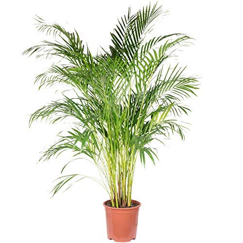 Goldfruchtpalme - pflegeleichte Zimmerpflanze, Areca Dypsis Lutescens - Höhe ca. 120 cm, Topf-Ø 24 cm von Flowerbox