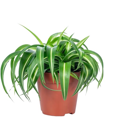 Grünlilie 'Bonnie' - pflegeleichte Zimmerpflanze, Chlorophytum Comosum - Höhe ca. 25 cm, Topf-Ø 12 cm von Flowerbox