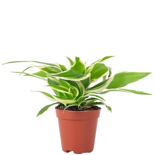 Grünlilie 'Ocean' Smit Bambino - pflegeleichte Zimmerpflanze, Chlorophytum ocean - Höhe ca. 15 cm, Topf-Ø 5,5 cm von Flowerbox