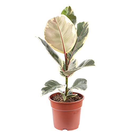 Gummibaum - pflegeleichte Zimmerpflanze, Ficus elastica 'Tineke' - Höhe ca. 50 cm, Topf-Ø 17 cm von Flowerbox
