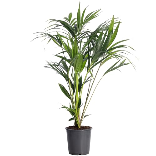 Kentiapalme 6 Triebe - pflegeleichte Zimmerpflanze, Howea Forsteriana - Höhe ca. 120 cm, Topf-Ø 24 cm von Flowerbox