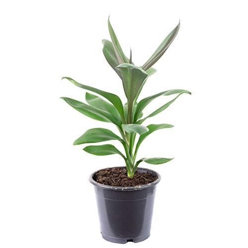 Keulenlilie Mix - echte Zimmerpflanze, Cordyline - Höhe ca. 40 cm, Topf-Ø 12 cm von Flowerbox