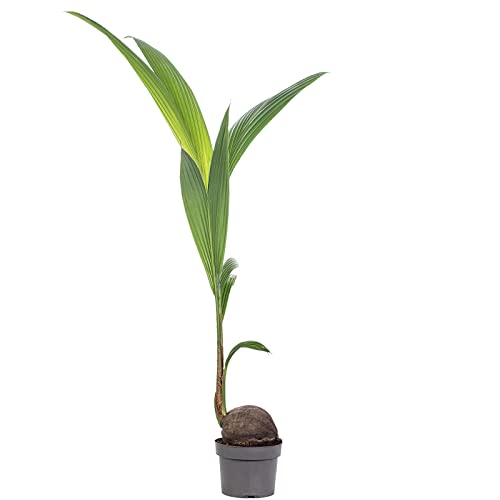 Kokospalme - pflegeleichte Zimmerpflanze, Cocos nucifera - Höhe ca. 100 cm, Topf-Ø 19 cm von Flowerbox
