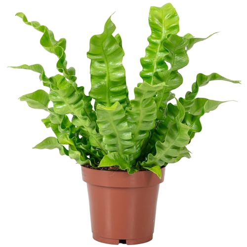 Nestfarn - pflegeleichte Zimmerpflanze, Asplenium nidus 'Crispy Wave' - Höhe ca. 25 cm, Topf-Ø 12 cm von Flowerbox