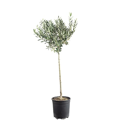 Olivenbaum - Olea europaea - Höhe ca. 110 cm, Topf-Ø 21 cm von Flowerbox