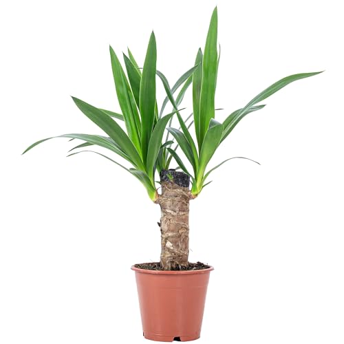 Palmlilie 1-stämmig - pflegeleichte Zimmerpflanze, Yucca Elephantipes Palme 20 - Höhe ca. 45 cm, Topf-Ø 12 cm von Flowerbox