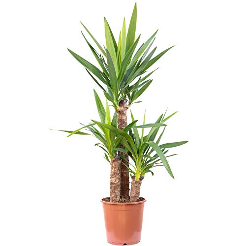 Palmlilie 3-stämmig - pflegeleichte Zimmerpflanze, Yucca Elephantipes Palme 60/30/20 - Höhe ca. 95 cm, Topf-Ø 21 cm von Flowerbox