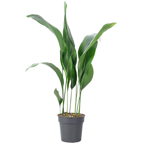 Schusterpalme - pflegeleichte Zimmerpflanze, Aspidistra elatior - Höhe ca. 70 cm, Topf-Ø 19 cm von Flowerbox