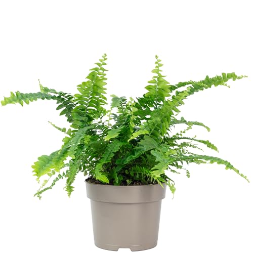 Schwertfarn 'Green Lady' - echte Zimmerpflanze, Nephrolepis - Höhe ca. 35 cm, Topf-Ø 12 cm von Flowerbox