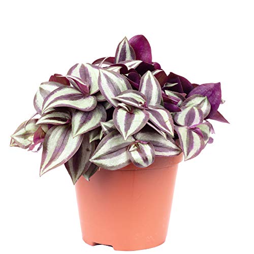 Zebrakraut 'Smit Silver Sicilian' - pflegeleichte Zimmerpflanze, Tradescantia zebrina - Höhe ca. 20 cm, Topf-Ø 12 cm von Flowerbox