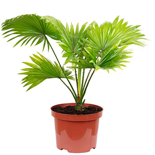 Schirmpalme - echte Zimmerpflanze, Livistona - Höhe ca. 60 cm, Topf-Ø 17 cm von Flowerbox