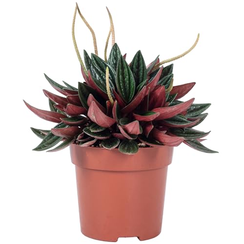 Zwergpfeffer 'Smit Rosso' - pflegeleichte Zimmerpflanze, Peperomia - Höhe ca. 15 cm, Topf-Ø 10,5 cm von Flowerbox
