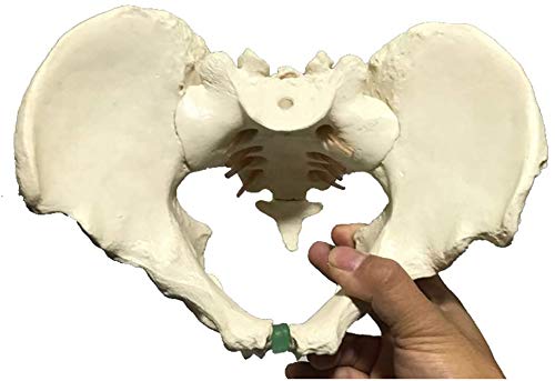 Beckenskelettmodell – Männliches Beckenmodell – Lebensgroßes Männliches Hüftknochen-Becken-Anatomisches Modell. Anatomie-Lehrmodell – Hüftmodell – Wissenschaftslehre-Trainingshilfe von FMOGGE