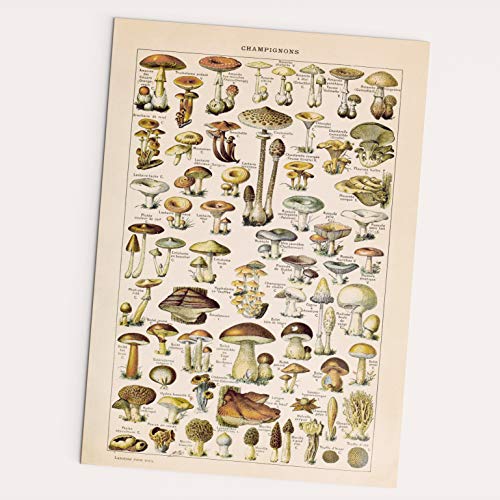 FOLLYGRAPH Champignons Poster - Vintage, Pilze Bild, Wald, Pflanzen (30x40cm) von FOLLYGRAPH