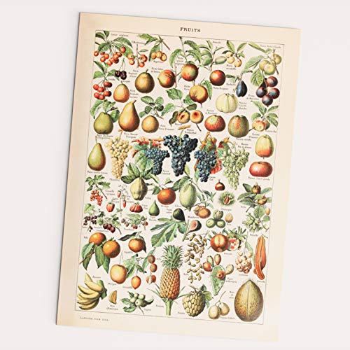 FOLLYGRAPH Fruits Vintage Poster - Obst Bild, Adolphe Millor 1909 Reprint (30x40cm) von FOLLYGRAPH