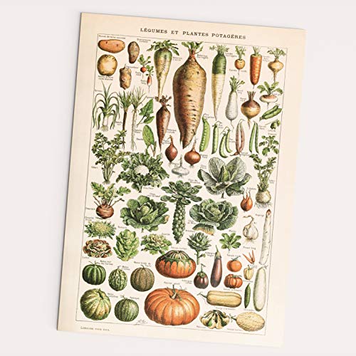 FOLLYGRAPH Legumes et Plantes Potageres - Bild Vintage Poster Adolphe Millot 1909 Reprint (30x40cm) von FOLLYGRAPH