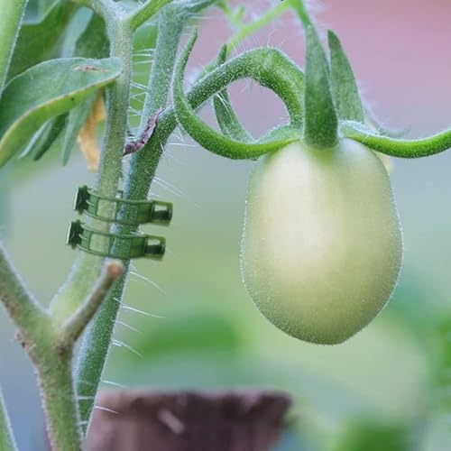 FONDOTIN 200 Stück Kunststoff Pflanzenstützclips Tomatenpflanzen Halteclips Stabile Gartenklammern für Rankpflanzen Vielseitig Einsetzbar Leicht und Langlebig für Gemüse Weinrebenstütze FONDOTIN 200 Stück Kunststoff Pflanzenstützclips Tomatenpflanzen Halteclips Stabile Gartenklammern für Rankpflanzen Vielseitig Einsetzbar Leicht und Langlebig für Gemüse Weinrebenstütze von FONDOTIN