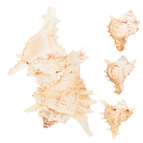 FONDOTIN Natürliche Muschel Hause Desktop Dekoration Conch Pflanzen Topf Aquarium Decor von FONDOTIN