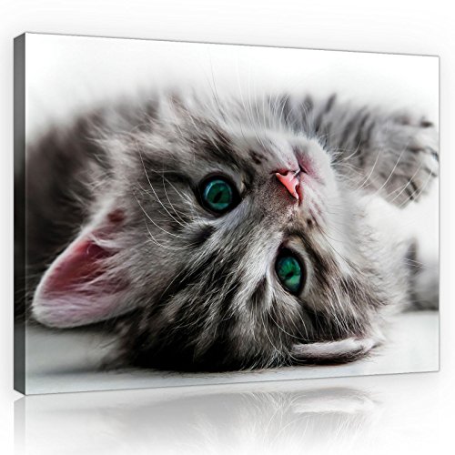 Forwall Bilder Katze Tiere Kinderzimmer Modern Leinwandbilder Wandbild Kunstdruck Wandbilder Wand Bild auf Leinwand Aufhängefertig (Katze, O4 (60 x 40 cm)) von Forwall