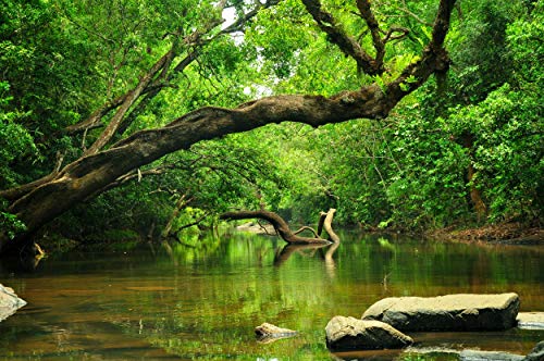 DSCHUNGEL Fototapete VLIES-300x223 cm (4159A)-Natur Landschaft Bäume Regenwald Pflanzen Wasserfall Wald-Inkl. Kleister-Vliestapete Bild Dekoration Wand-Dekor Moderne Motiv-Tapete Panorama Poster XXL von FOTOTAPETENDRUCK