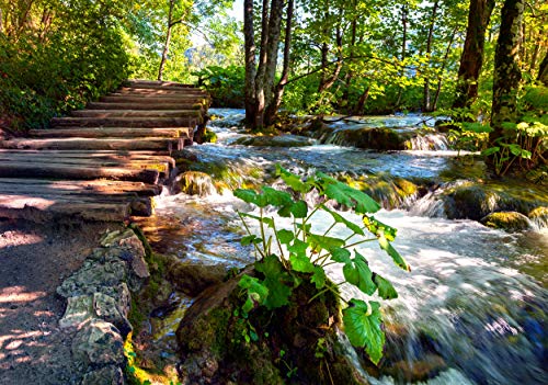 DSCHUNGEL Fototapete VLIES-500x280 cm (4338A)-Natur Landschaft Bäume Regenwald Pflanzen Wasserfall Wald-Inkl. Kleister-Vliestapete Bild Dekoration Wand-Dekor Moderne Motiv-Tapete Panorama Poster XXL von FOTOTAPETENDRUCK