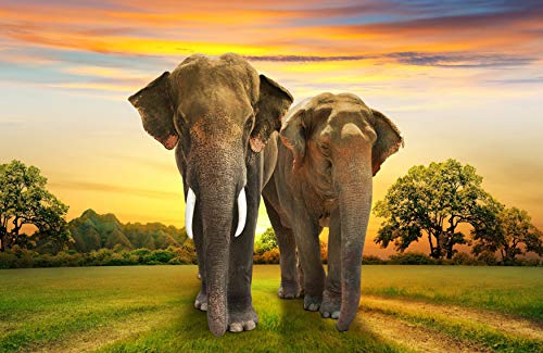 ELEFANTEN Fototapete VLIES-350x260 cm (353A)-Natur Landschaft Afrika Safari Elefant Tiere Wandtapete-Inkl. Kleister-Vliestapete Bild Dekoration Wand-Dekor Moderne Motiv-Tapete Panorama Poster XXL von FOTOTAPETENDRUCK