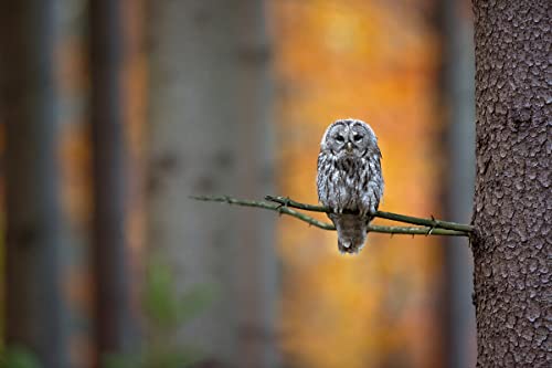 EULE Fototapete VLIES-300x223 cm (6281A)-Natur Wald Vogel Tiere Vögel Bäume Fotokunst Wandtapete-Inkl. Kleister-Vliestapete Bild Dekoration Wand-Dekor Moderne Motiv-Tapete Panorama Poster XXL von EULE