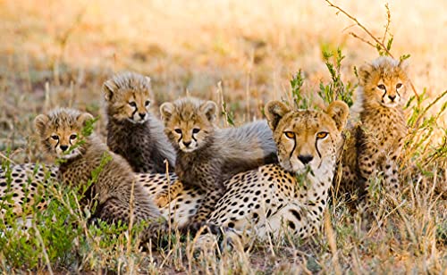 GEPARD Fototapete VLIES-250x186 cm (1355A)-Natur Landschaft Tiere Afrika Löwe Zebra Safari Wandtapete-Inkl. Kleister-Vliestapete Bild Dekoration Wand-Dekor Moderne Motiv-Tapete Panorama Poster XXL von FOTOTAPETENDRUCK