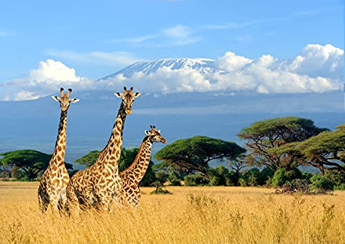 GIRAFFEN Fototapete VLIES-250x186 cm (403A)-Natur Landschaft Tiere Afrika Löwe Zebra Safari Wandtapete-Inkl. Kleister-Vliestapete Bild Dekoration Wand-Dekor Moderne Motiv-Tapete Panorama Poster XXL von FOTOTAPETENDRUCK